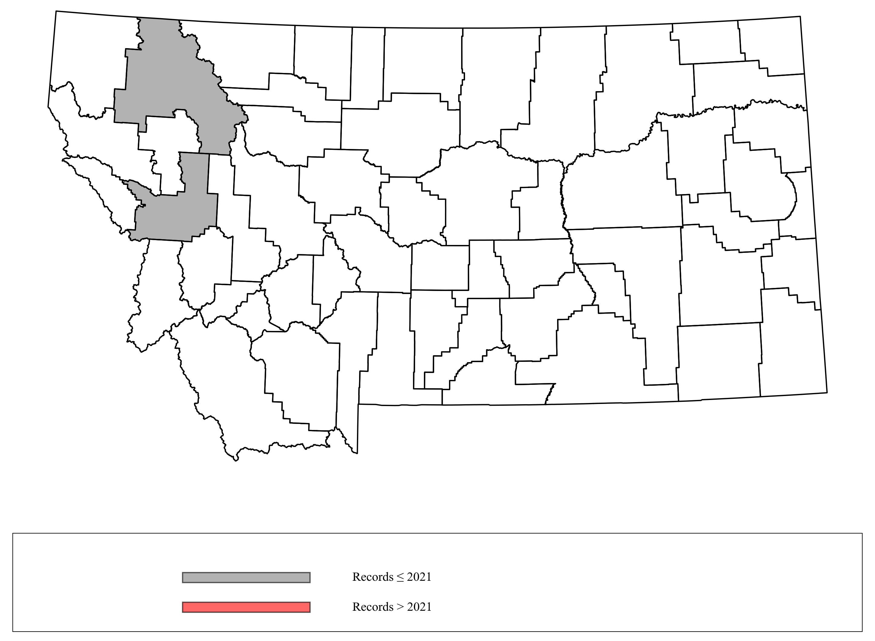 Megachile_pascoensis Megachile_pascoensis
