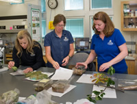 MSU Extension Associate Specialists (from left) Laurie Kerzicnik, Noelle Orloff and Eva Grimme sort through samples sent by mail from the public