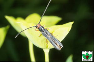 Oberea erythrocephala