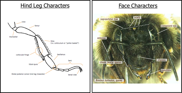 hind leg and face characters for identification