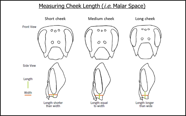 measuring cheek length for identification 