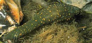 leech