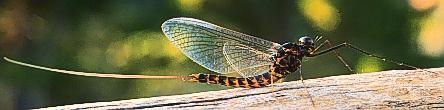 may fly 