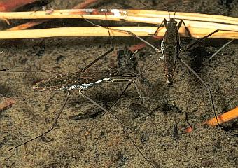 hemiptera