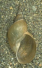 spiral shell freshwater snail