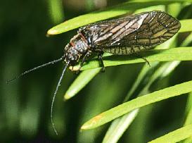 Neuroptera