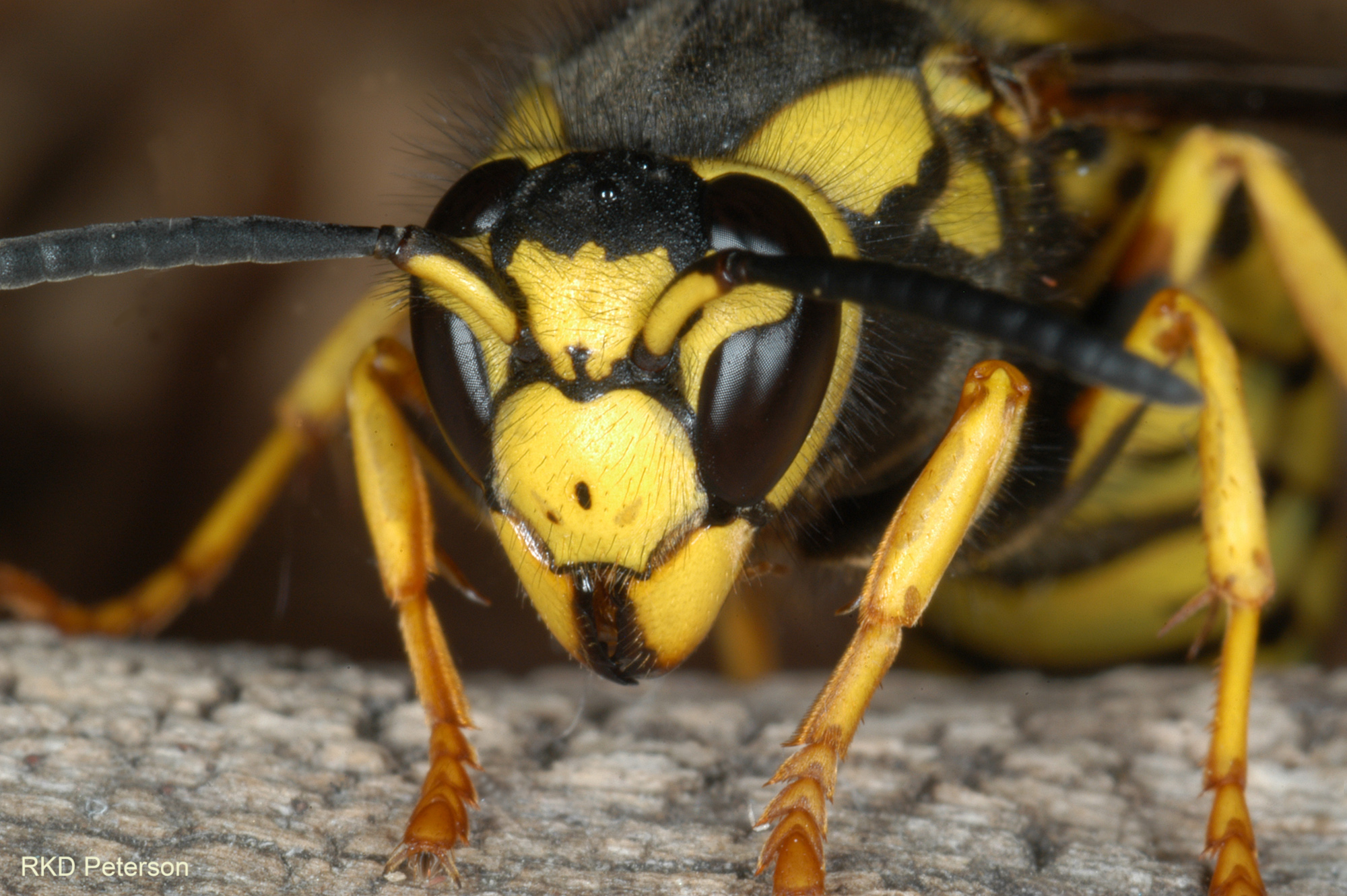 vespula atropilosa in yellowstone 