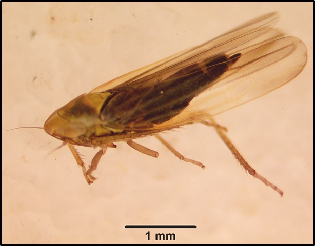 dikraneura carneola