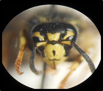 vespula atropilosa in yellowstone 