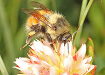 bombus melanopygus on white, orange, and red flower