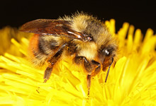bombus mixtus on yellow flower