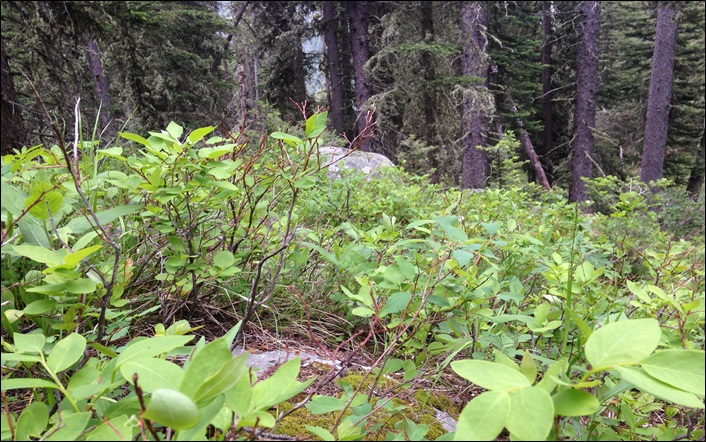 Photo of huckleberry bush in Lincoln County, MT taken by A. C. Dolan