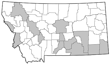 Acanthocinus obliquus distribution in Montana