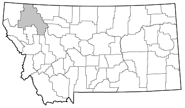 Acanthocinus pusillus distribution in Montana
