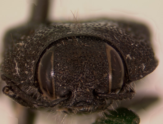 Acmaeodera knowltoni face