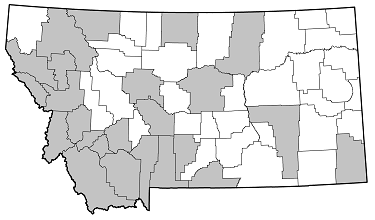 Acmaeops pratensis distribution in Montana
