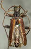 Cortodera longicornis