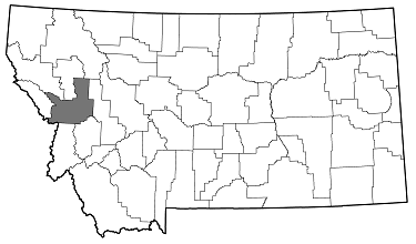 Agrilus granulatus populi distribution 