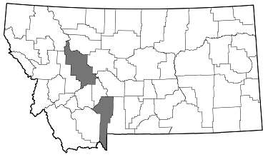 Agrilus hyperici distribution 