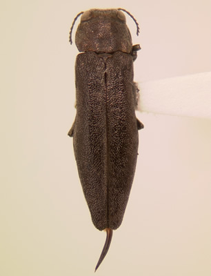 Agrilus anxius habitus dorsal