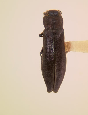 Agrilus burkei habitus dorsal