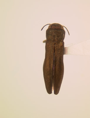 Agrilus cuprescens habitus dorsal