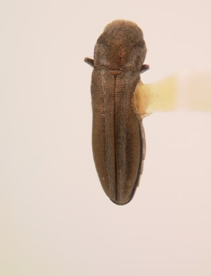 Agrilus gibbicollis monticola habitus dorsal