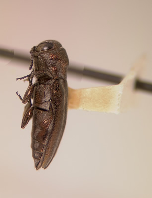 Agrilus gibbicollis lateral view