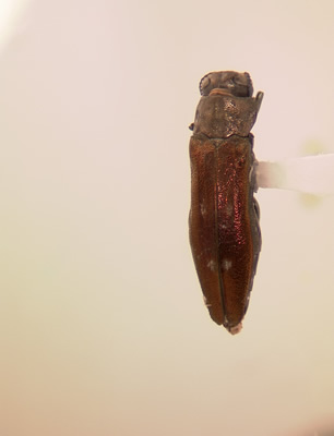 Agrilus granulatus granulatus habitus dorsal