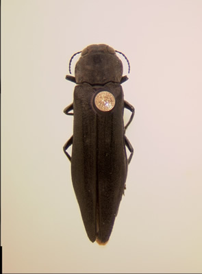 Agrilus granulatus liragus habitus dorsal