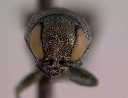 Agrilus malvastri face view