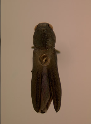 Agrilus malvastri habitus dorsal