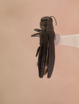 Agrilus masculinus habitus dorsal