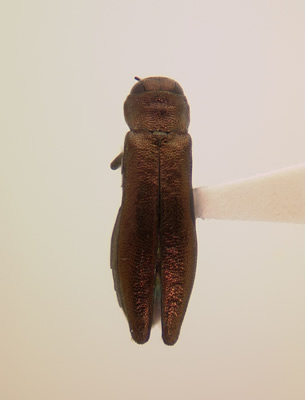 Agrilus politus habitus dorsal