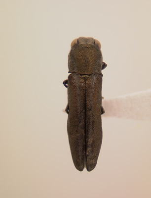 Agrilus pubifrons habitus dorsal