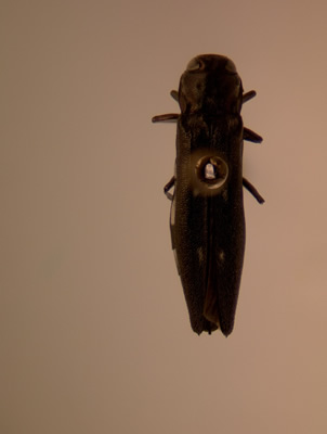 Agrilus quadriguttatus quadriguttatus habitus dorsal