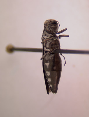 Agrilus quadriguttatus quadriguttatus right lateral view