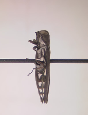 Agrilus quadriguttatus quadriguttatus left ventral view