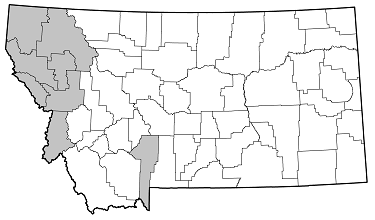 Leptura obliterata distribution in Montana
