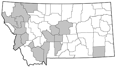 Anastrangalia sanguinea distribution in Montana