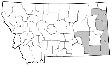 Anelaphus villosus distribution in Montana