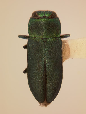 anthaxia (Haplanthaxia) caseyi caseyi habitus dorsal