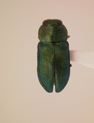 Anthaxia (Melanthaxia) prasina habitus dorsal