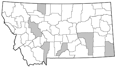 Arhopalus foveicollis distribution in Montana