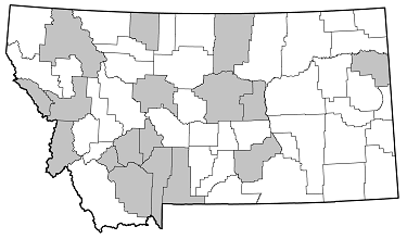 Arhopalus productus distribution in Montana