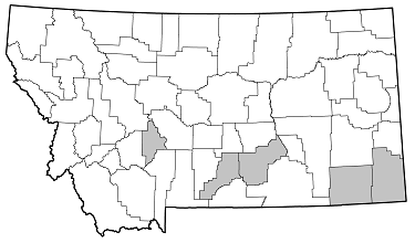 Arhopalus rusticus distribution in Montana
