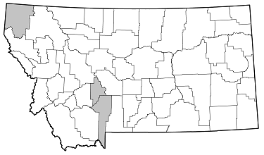 Asemum nitidum distribution in Montana