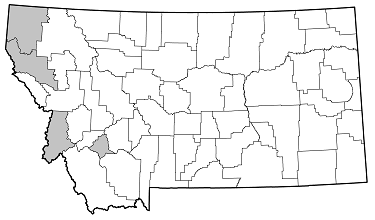 Asemum caseyi distribution in Montana