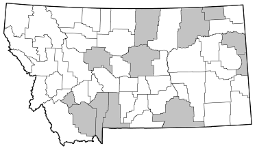 Astyleiopus variegatus distribution in Montana