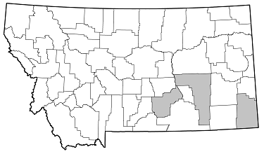 Astylopsis sexguttata distribution in Montana